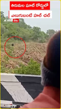 Bear roaming on Tirumala Ghat road