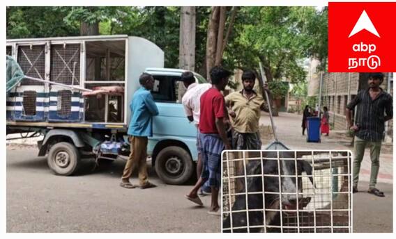 மதுரை மீனாட்சி கல்லூரி மாணவிகளை கடித்த வெறிநாய்... மாநகராட்சி அலட்சியம் காரணமா?