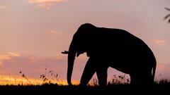 India's Most Breathtaking Elephant Safari Hotspots To Explore