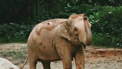 Elephant Tries To Crush Car On Dehradun-Haridwar Highway: Watch