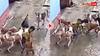 Watch: गली के कुत्तों ने मासूम को नोचा! फिर मां ने ऐसे बचाई जान- डरा रहा वायरल वीडियो