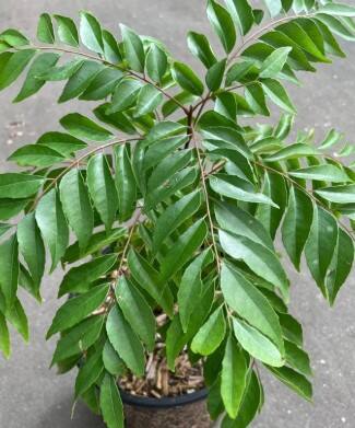 ਜਿਹੜੇ ਲੋਕ ਮੋਟਾਪੇ, ਸ਼ੂਗਰ ਜਾਂ ਜਿਗਰ ਸਬੰਧੀ ਸਮੱਸਿਆਵਾਂ ਤੋਂ ਪਰੇਸ਼ਾਨ ਹਨ, ਉਹਨਾਂ ਲਈ ਕੜੀ ਪੱਤਿਆਂ ਦਾ ਪਾਣੀ ਇੱਕ ਸਧਾਰਣ ਪਰ ਪ੍ਰਭਾਵਸ਼ਾਲੀ ਘਰੇਲੂ ਇਲਾਜ ਹੋ ਸਕਦਾ ਹੈ। ਇਹ ਪਾਣੀ ਮੈਟਾਬੌਲਿਜ਼ਮ ਨੂੰ ਤੇਜ਼ ਕਰਦਾ ਹੈ, ਜਿਸ ਨਾਲ ਵਜ਼ਨ ਘਟਾਉਣ ਵਿੱਚ ਮਦਦ ਮਿਲਦੀ ਹੈ।