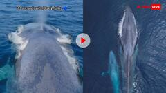 जब 90 सेकंड के लिए समुद्र की सतह पर दिखी ब्लू व्हेल! ड्रोन शॉट से लिए गया शानदार नजारा- वीडियो वायरल