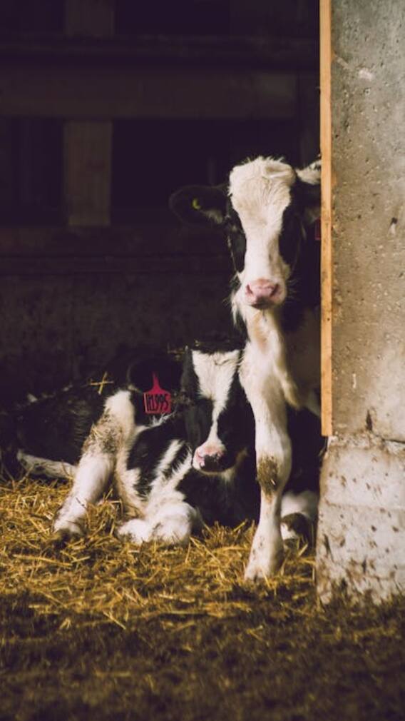 अमेरिकन गायींचं दूध मांसाहारी? जाणून घ्या या दुधामागचं धक्कादायक रहस्य!