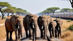 ঝাড়গ্রামে ৩ হাতির মৃত্যুর দায় কার? শুরু কেন্দ্র-রাজ্য টানাপোড়েন