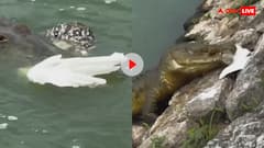 जब शिकारी खुद बना शिकार...खूंखार दरिंदे को नोच ले गया आदमखोर, वीडियो देख कांपने लगेगी रूह