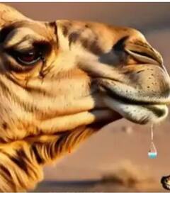 ਊਠ ਦੇ ਹੰਝੂਆਂ ਤੋਂ ਕਿਸਾਨ ਕਮਾ ਰਹੇ ਹਜ਼ਾਰਾਂ ਰੁਪਏ, ਜਾਣੋ ਕਿਵੇਂ ਲਾਭਕਾਰੀ...