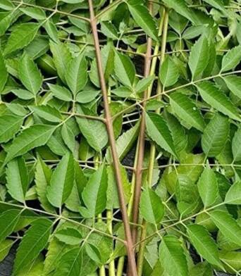 ਇਸਦੇ ਨਾਲ ਨਾਲ, ਇਹ ਲੀਵਰ ਦੀ ਸਫ਼ਾਈ ਵਿੱਚ ਵੀ ਮਦਦ ਕਰਦਾ ਹੈ। ਕੜੀ ਪੱਤਿਆਂ ਦਾ ਪਾਣੀ ਲਿਵਰ ਨੂੰ ਡੀਟੌਕਸ ਕਰਦਾ ਹੈ ਅਤੇ ਇਸ ਦੀ ਕਾਰਗੁਜ਼ਾਰੀ ਨੂੰ ਬਿਹਤਰ ਬਣਾਉਂਦਾ ਹੈ।