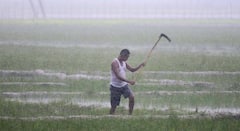 परभणी, लातूरसह मराठवाड्यात पावसाचे पुनः आगमन; दमदार पावसाच्या सरीने बळीराजा सुखावला, राज्यात कसे राहणार हवामान?