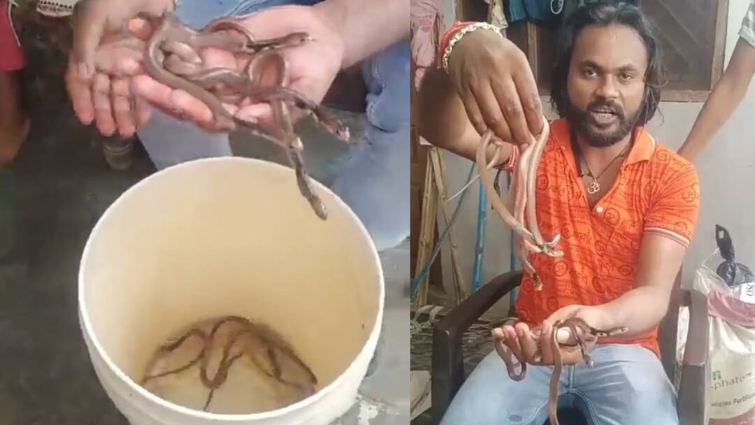 Basti News Many cobra snakes came out from a house Snake catchers did rescue ann बस्ती के देईसाड़ गांव में निकला कोबरा सांपों का झुंड, सर्प मित्रों ने रेस्क्यू कर जंगल में छोड़ा