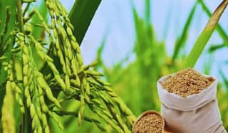 ਕਿਸਾਨਾਂ 'ਤੇ ਨਵੀਂ ਮਾਰ ! ਝੋਨੇ ਦੀ ਫਸਲ 'ਤੇ ਹੋਇਆ Dwarf ਵਾਇਰਸ ਦਾ ਹਮਲਾ, ਰੁਕ ਗਿਆ ਫਸਲ ਦਾ ਵਿਕਾਸ, ਦਵਾਈਆਂ ਵੀ ਬੇਅਸਰ !