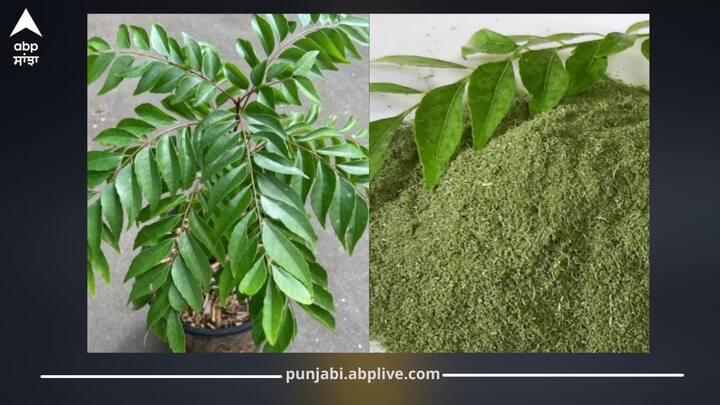 ਆਯੁਰਵੈਦ ਅਨੁਸਾਰ ਕਈ ਜੜੀਆਂ-ਬੂਟੀਆਂ ਅਤੇ ਪੱਤੇ ਸਿਹਤ ਲਈ ਬਹੁਤ ਲਾਭਕਾਰੀ ਹੁੰਦੇ ਹਨ। ਕੜੀ ਪੱਤਾ ਵੀ ਇਨ੍ਹਾਂ ਵਿੱਚੋਂ ਇੱਕ ਹੈ। ਜੇ ਤੁਸੀਂ ਇਸਦੇ ਪੱਤੇ ਪਾਣੀ ਵਿੱਚ ਉਬਾਲ ਕੇ ਰੋਜ਼ ਪੀਓ, ਤਾਂ ਇਹ ਸਰੀਰ ਲਈ ਕਈ ਤਰੀਕਿਆਂ ਨਾਲ ਫਾਇਦੇਮੰਦ ਸਾਬਤ ਹੋ..