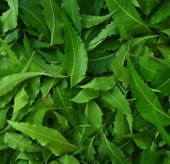 ਇਹ ਸ਼ੂਗਰ ਦੇ ਮਰੀਜ਼ਾਂ ਲਈ ਵੀ ਲਾਭਦਾਇਕ ਹੈ ਕਿਉਂਕਿ ਇਹ ਖੂਨ ਵਿੱਚ ਸ਼ੂਗਰ ਦੇ ਪੱਧਰ ਨੂੰ ਕਾਬੂ ਵਿੱਚ ਰੱਖਣ ਵਿੱਚ ਸਹਾਇਤਾ ਕਰਦਾ ਹੈ। ਇਨ੍ਹਾਂ ਦੇ ਨਾਲ, ਕੜੀ ਪੱਤਿਆਂ ਦਾ ਸੇਵਨ ਚਮੜੀ ਨੂੰ ਚਮਕਦਾਰ ਅਤੇ ਸਿਹਤਮੰਦ ਬਣਾਉਂਦਾ ਹੈ, ਜਦਕਿ ਇਹ ਵਾਲਾਂ ਦੇ ਝੜਨਾ ਨੂੰ ਰੋਕਣ ਵਿੱਚ ਵੀ ਮਦਦਗਾਰ ਹੁੰਦਾ ਹੈ।