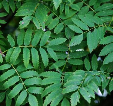 ਕੜੀ ਪੱਤਿਆਂ ਦੇ ਉਬਲੇ ਪਾਣੀ ਨੂੰ ਰੋਜ਼ਾਨਾ ਪੀਣ ਨਾਲ ਸਰੀਰ ਨੂੰ ਕਈ ਲਾਭ ਹੋ ਸਕਦੇ ਹਨ। ਇਹ ਪਾਣੀ ਭਾਰ ਘਟਾਉਣ ਵਿੱਚ ਮਦਦਗਾਰ ਸਾਬਤ ਹੁੰਦਾ ਹੈ ਕਿਉਂਕਿ ਇਹ ਚਰਬੀ ਨੂੰ ਘਟਾਉਂਦਾ ਹੈ ਅਤੇ ਮੈਟਾਬੌਲਿਜ਼ਮ ਨੂੰ ਤੇਜ਼ ਕਰਦਾ ਹੈ।