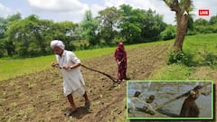 बैल या ट्रैक्टर नहीं, खुद अकेले हल चलाते हैं सीहोर के 90 वर्षीय किसान, दिलाई 'मदर इंडिया' की याद