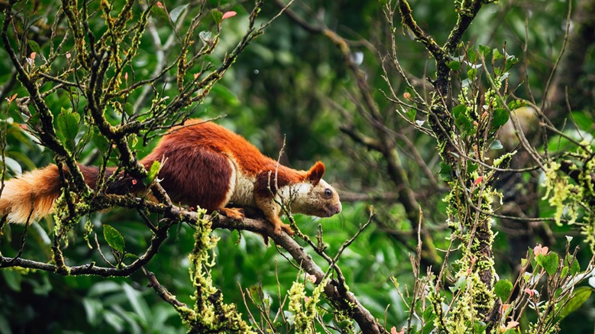 (Image Source: x/ incredibleindia)