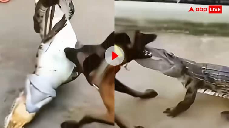 भाग डोगेश भाग; जब मगरमच्छ को छिपकली समझ भिड़ गया कुत्ता, पतली हो गई हालत- वीडियो वायरल भाग डोगेश भाग; जब मगरमच्छ को छिपकली समझ भिड़ गया कुत्ता, पतली हो गई हालत- वीडियो वायरल