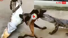 भाग डोगेश भाग; जब मगरमच्छ को छिपकली समझ भिड़ गया कुत्ता, पतली हो गई हालत- वीडियो वायरल