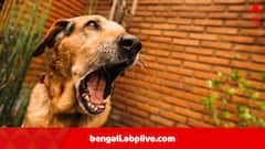 ২০২৪ সালে ৩৭ লক্ষের বেশি মানুষকে কুকুরে কামড়েছে, জলাতঙ্কে মৃত্যু ৫৪ জনের, জানাল কেন্দ্র