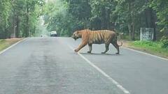 తెలంగాణ, మహారాష్ట్ర సరిహద్దు గ్రామాల ప్రజలను వణికిస్తున్న పెద్దపులి