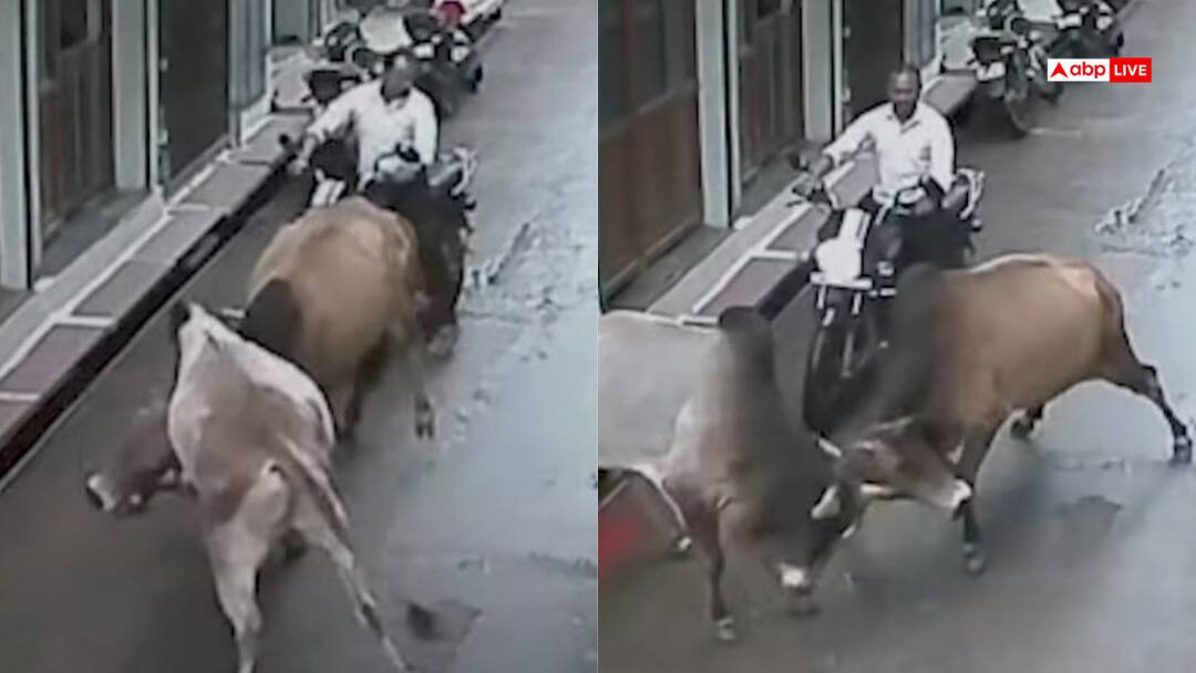 Terror of bulls in the streets of MP Hata bike rider narrowly escapes death incident captured in CCTV Video: बाल-बाल बच गए भाईसाहब! दो सांडों की लड़ाई के बीच फंसा बाइक वाला, देखें वीडियो