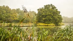 Science News: খিদে কমে গিয়েছে হঠাৎই, আগের মতো কার্বন শোষণ করছে না আর, আমাজনের জলাভূমিতে ঠিক কী ঘটছে?