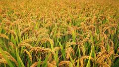 Paddy Crop: ਪੰਜਾਬ 'ਚ ਝੋਨੇ ਦੇ ਬੰਪਰ ਝਾੜ ਦੀਆਂ ਉਮੀਦਾਂ ਨੇ ਮਾਹਿਰਾਂ ਨੂੰ ਡਰਾਇਆ !  ਜ਼ਿਆਦਾ ਝਾੜ ਤੋਂ ਬਾਅਦ ਵੀ ਕਿਉਂ ਹੋਏ ਫਿਕਰਮੰਦ ?