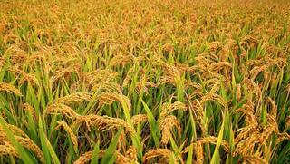 Paddy Crop: ਪੰਜਾਬ 'ਚ ਝੋਨੇ ਦੇ ਬੰਪਰ ਝਾੜ ਦੀਆਂ ਉਮੀਦਾਂ ਨੇ ਮਾਹਿਰਾਂ ਨੂੰ ਡਰਾਇਆ !  ਜ਼ਿਆਦਾ ਝਾੜ ਤੋਂ ਬਾਅਦ ਵੀ ਕਿਉਂ ਹੋਏ ਫਿਕਰਮੰਦ ?