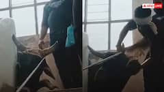 Watch: पुलिस स्टेशन की तीसरी मंजिल पर पहुंचा सांड, बेहोश कर उतारना पड़ा, वीडियो वायरल