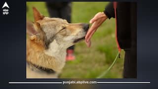 ਰੇਬੀਜ਼ ਨੂੰ ਲੈ ਕੇ WHO ਦੀ ਗਾਇਡਲਾਈਨ; ਕੁੱਤੇ ਦੇ ਕੱਟਣ ਤੋਂ ਬਾਅਦ ਤੁਰੰਤ ਕਰੋ ਇਹ ਕੰਮ, ਬਚੋਂਗੇ ਇਨਫੈਕਸ਼ਨ ਤੋਂ