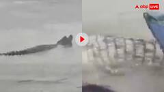 गंगा नदी में मछुआरों ने मगरमच्छ का किया बुरा हाल! परेशान होकर मचाने लगा त्राहिमाम- वीडियो वायरल