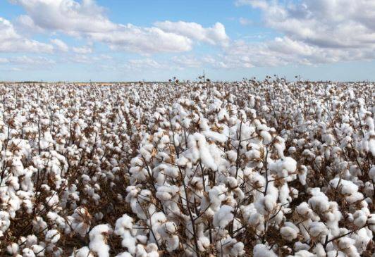 ਕਿਸਾਨਾਂ ਨੂੰ ਹੁਣ 'ਚਿੱਟਾ ਸੋਨਾ' ਕਰੇਗਾ ਮਾਲੋ-ਮਾਲ !