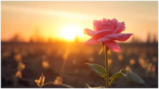 Positive Energy Tips : ఉదయాన్నే ఈ 5 పనులు చేస్తే నెగిటివ్ ఎనర్జీ దూరం.. రోజంతా పాజిటివ్​గా ఉండొచ్చు