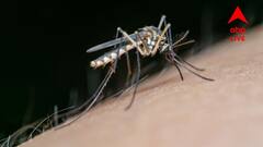 বর্ষা আসতেই আতঙ্ক, রাজ্যে বাড়ছে ডেঙ্গির প্রকোপ