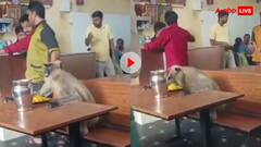 ढाबे पर पहुंचा अनोखा मेहमान...खाने की टेबल पर आ धमका लंगूर, खूब वायरल हो रहा ये वीडियो