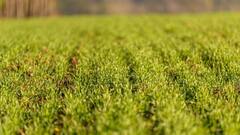 बिहार में शुरू हुई 'बीज मसाले की योजना', अब किसान मसाले उगाकर बढ़ा सकेंगे अपनी कमाई