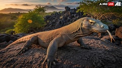 5 Giant Lizards That Rule The Reptile World