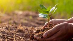 Hariyali Amavasya 2025 Today — Plant These Sacred Trees On This Day To Bring Prosperity