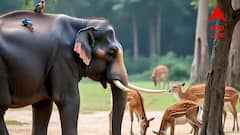 এক বছরেই গায়েব ৩২১ টি জন্তু! আলিপুর চিড়িয়াখানার বিরুদ্ধে হাইকোর্টে মামলা দায়ের