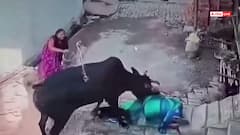Video: घर के बाहर खड़ी थी महिला, आवारा गाय ने रौंद डाला, घटना सीसीटीवी में कैद