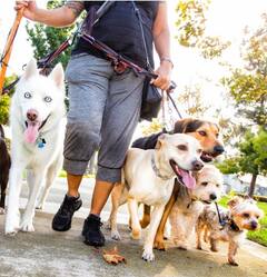 ਕੁੱਤਿਆਂ ਨੂੰ ਘੁੰਮਾ ਕੇ ਕਮਾਈ ਕਰ ਰਿਹਾ ਇਹ ਸ਼ਖਸ਼, ਤਨਖਾਹ ਸਰਕਾਰੀ ਨੌਕਰੀ ਤੋਂ ਵੀ ਵੱਧ...