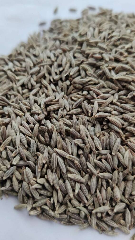 जीरा उत्पादन में भारत का नंबर वन राज्य कौन सा है?