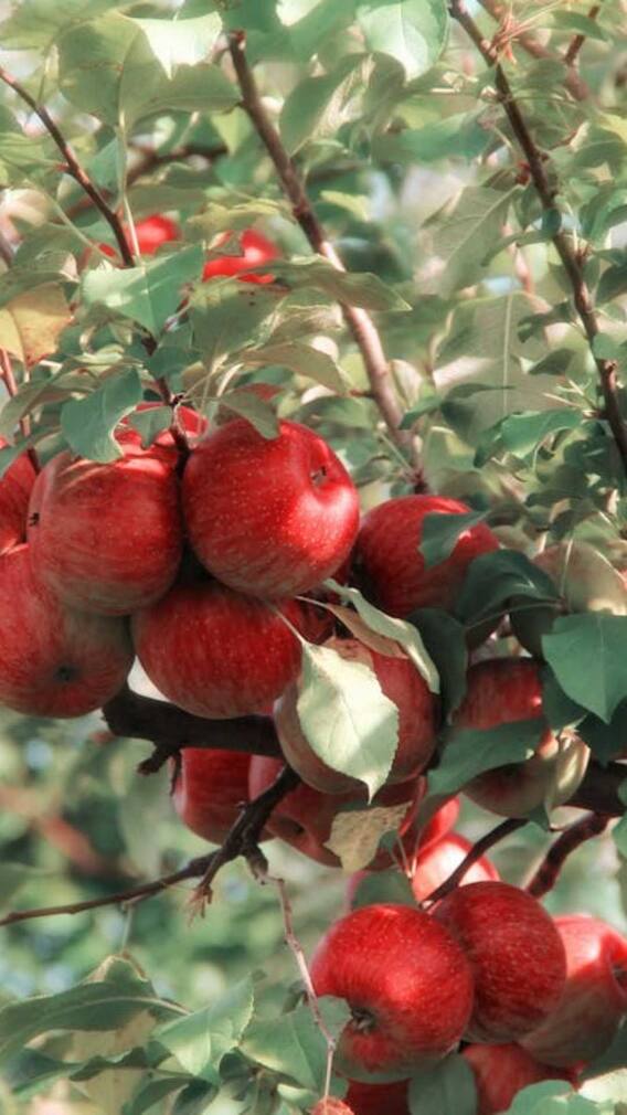 जापान में सेब कितने रुपये किलो है?