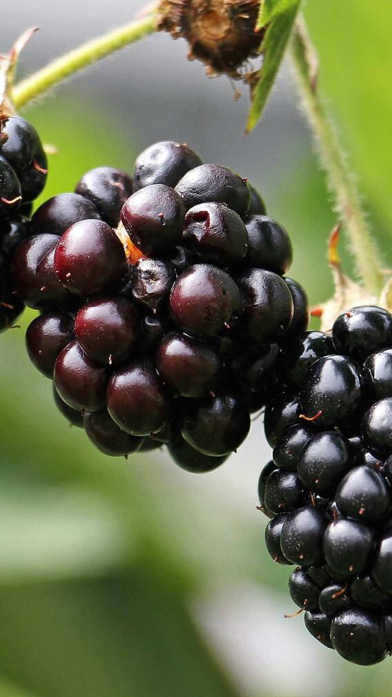 నేరేడు పండు తిన్న తర్వాత వాటిని అస్సలు తినకూడదట