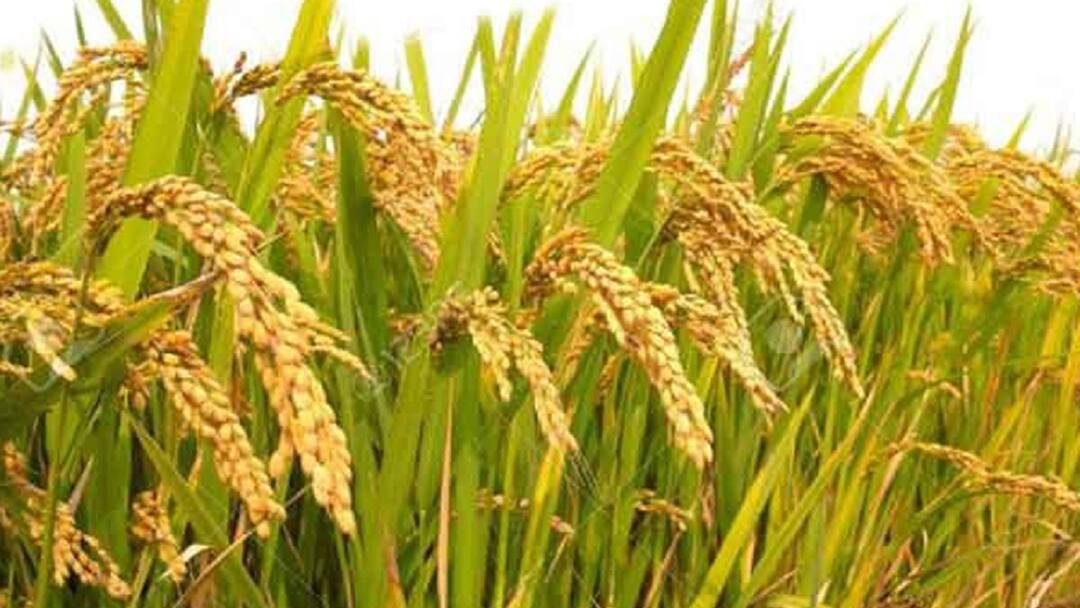 நெல்லில் தோன்றும் நோய்களும்... தடுப்பு முறைகளும்: விவசாயிகளுக்கு வேளாண் துறை ஆலோசனை Agriculture Department advice to farmers Diseases in rice and prevention methods tnn நெல்லில் தோன்றும் நோய்களும்... தடுப்பு முறைகளும்: விவசாயிகளுக்கு வேளாண் துறை ஆலோசனை