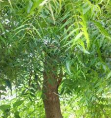 ਨਿੰਬ ਦੇ ਪੱਤਿਆਂ ਦੇ ਜ਼ਬਰਦਸਤ ਫਾਇਦੇ – ਸਿਹਤ ਲਈ ਇੱਕ ਕੁਦਰਤੀ ਦਵਾਈ!