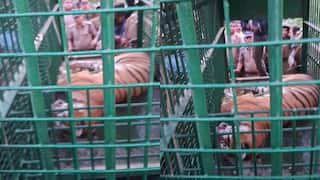 पीलीभीत के एक दर्जन गांवों में दहशत कायम करने वाली बाघिन पिंजरे में कैद, लोगों ने ली राहत की सांस