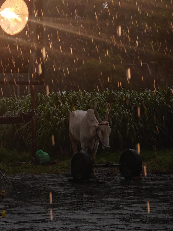 Her caption, “It’s raining… Time to take Lee for a walk,” added a personal, playful touch.