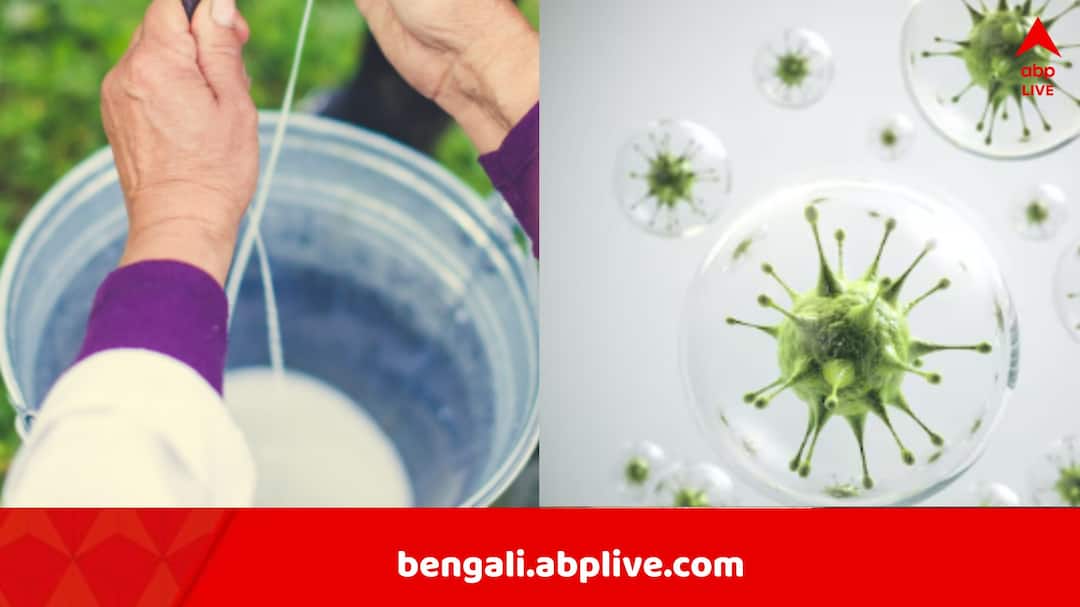 কাঁচা দুধ থেকেও ছড়াতে পারে সালমোনেলা সংক্রমণ, বিপদ বেশি শিশুদের, রিপোর্ট এল আমেরিকা থেকে কাঁচা দুধ থেকেও ছড়াতে পারে সালমোনেলা সংক্রমণ, বিপদ বেশি শিশুদের, রিপোর্ট এল আমেরিকা থেকে