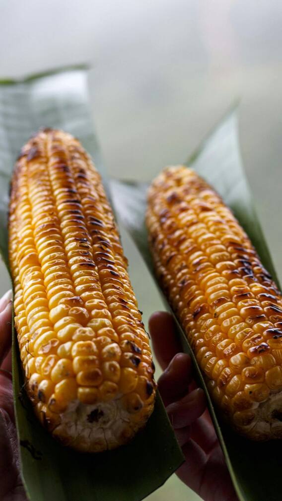 मक्याचे कणीस खाण्याचे फायदे!